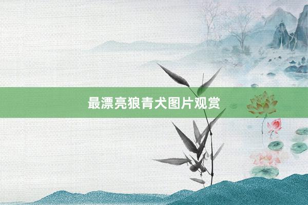 最漂亮狼青犬图片观赏